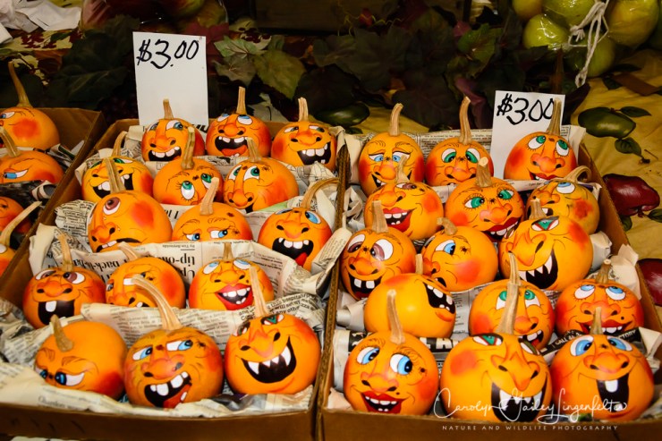 2019_10_02__Almost Autumn_0015