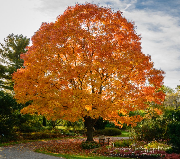 2019_10_21__Autumn in the Arboretum_0001
