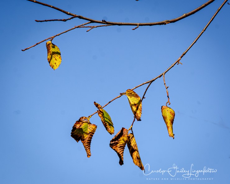 2019_10_28__Holden Arboretum_0075