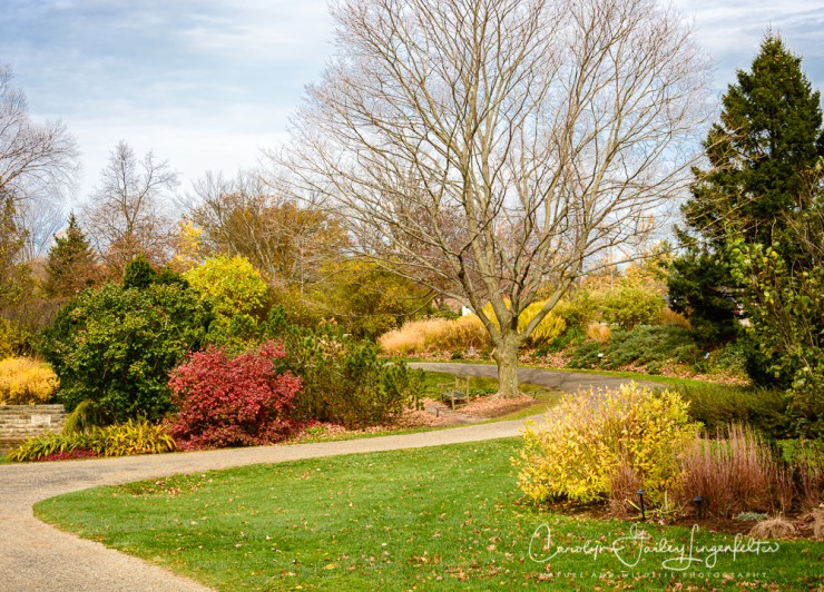 2019_11_04__November 2019_0060Gingko