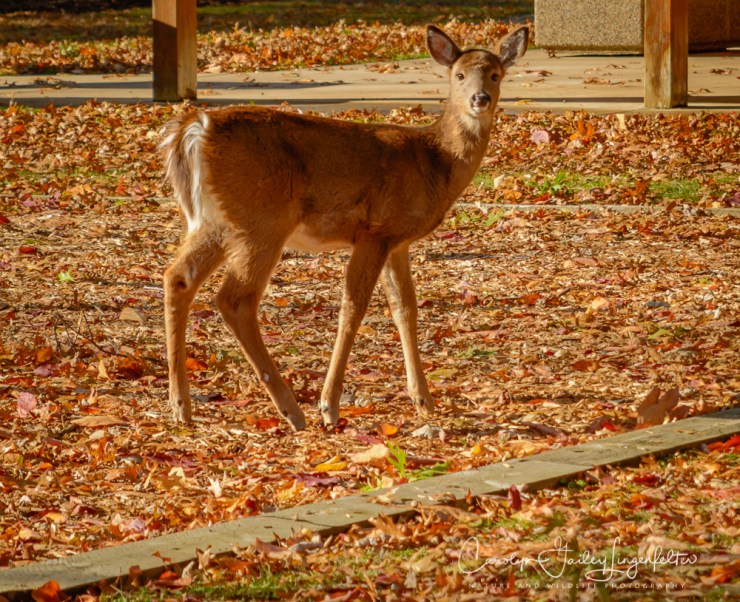 2019_11_16__November 2019_0053Gingko