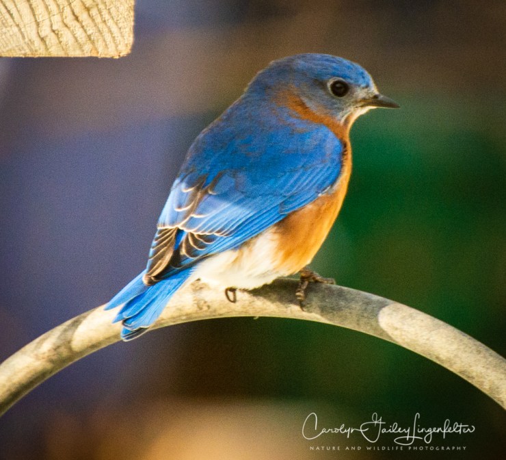 2020_01_01__untitleduntitled shoot_0015