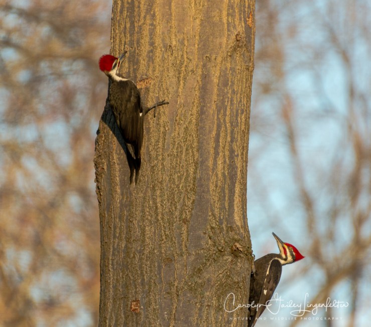 2020_03_26__untitled shoot_0004