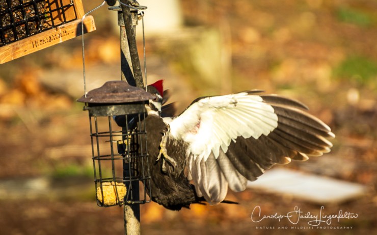 2020_03_26__untitled shoot_0006