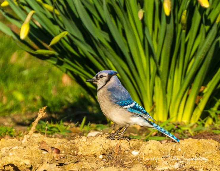 2020_04_15__Early Spring_0035