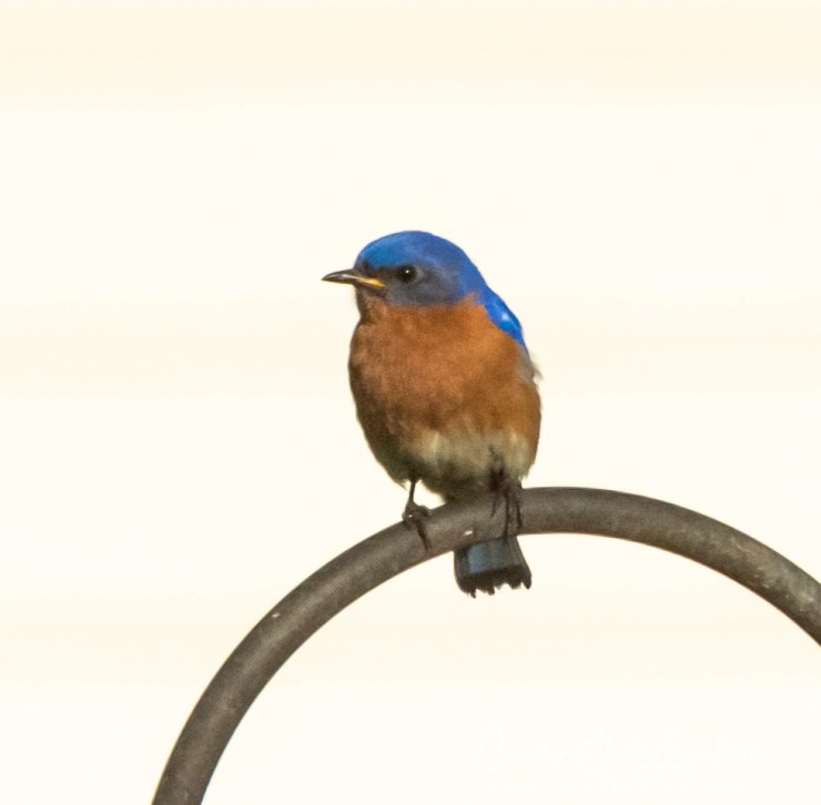 2020_06_30__Backyard birding_0001