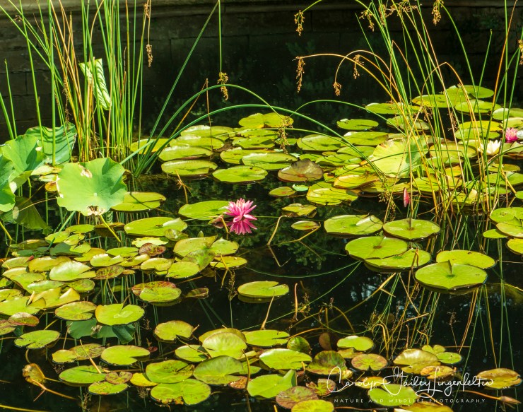 Holden Arboretum_08_12_0010