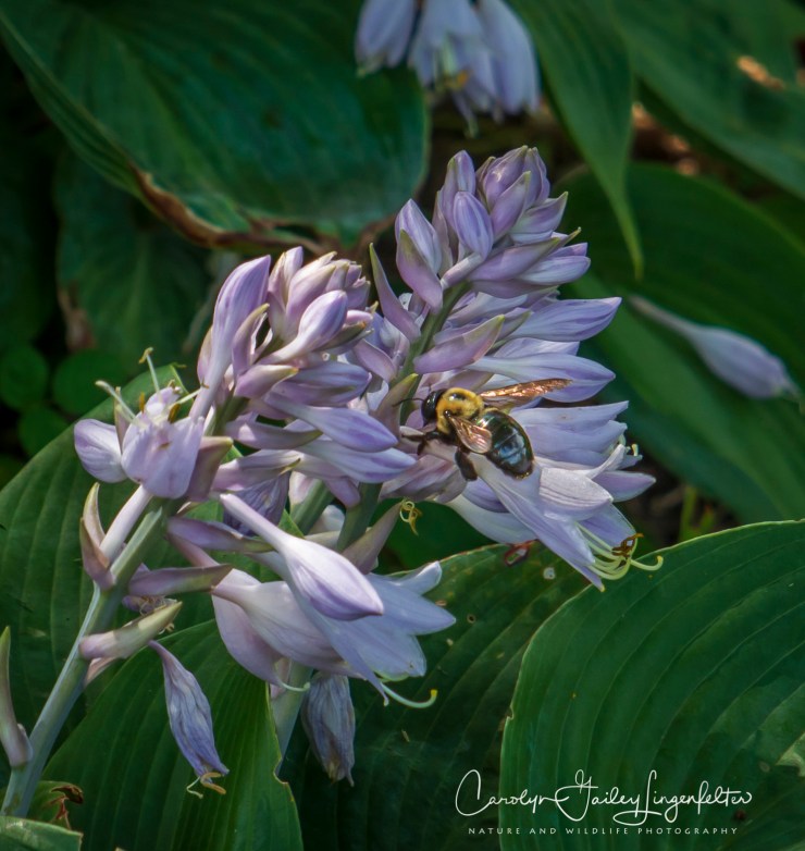 Holden Arboretum_08_12_0017