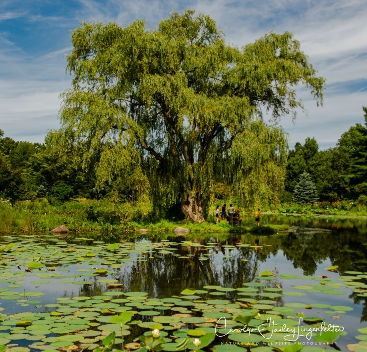 Holden Arboretum_08_12_0042