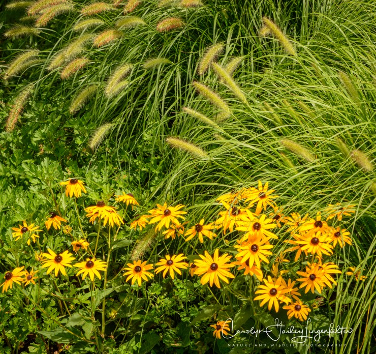 Holden Arboretum_08_12_0061